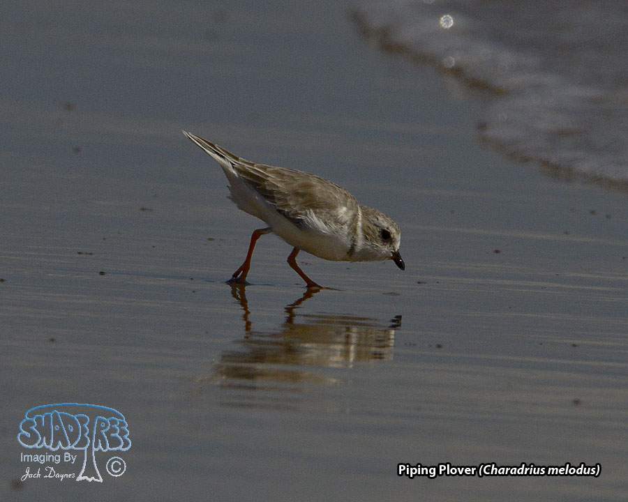 Piping Plover - Charadrius melodus