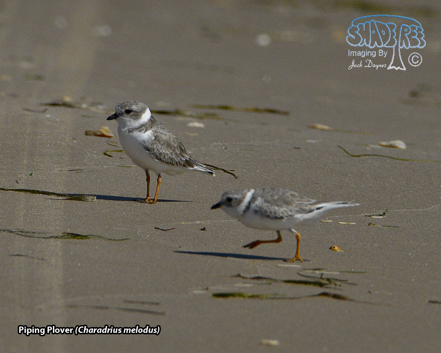 Piping Plover - Charadrius melodus