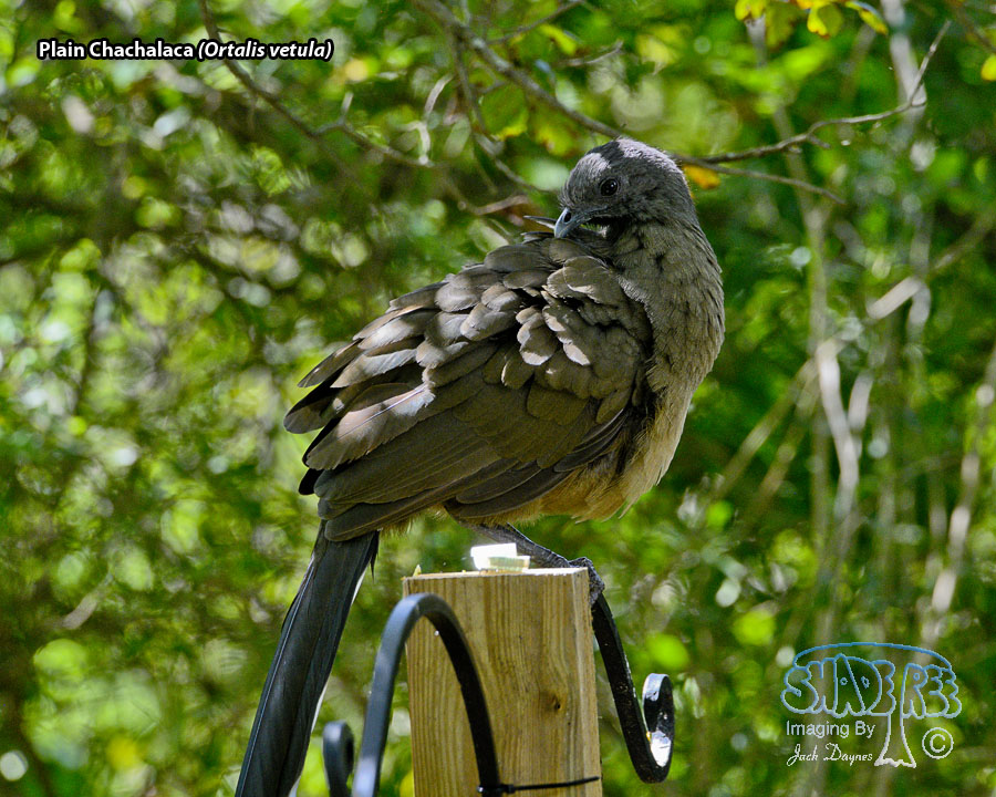 Plain Chachalaca - Ortalis vetula