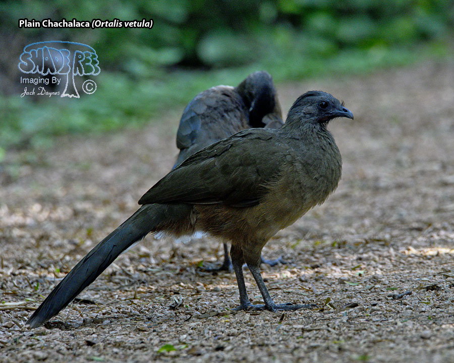 Plain Chachalaca - Ortalis vetula