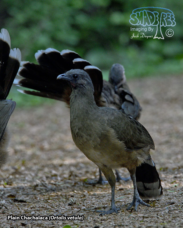 Plain Chachalaca - Ortalis vetula