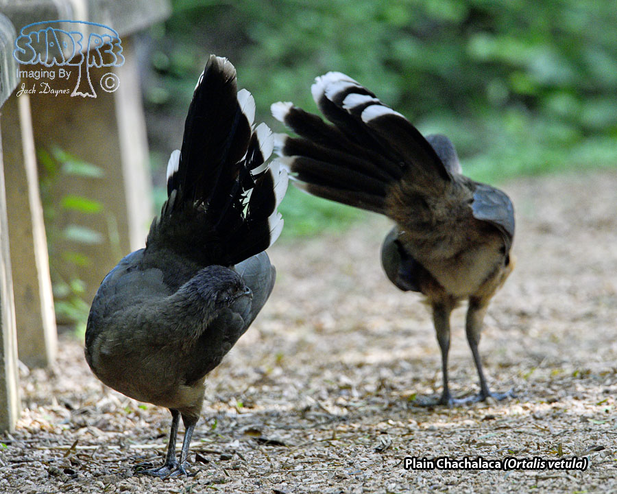Plain Chachalaca - Ortalis vetula