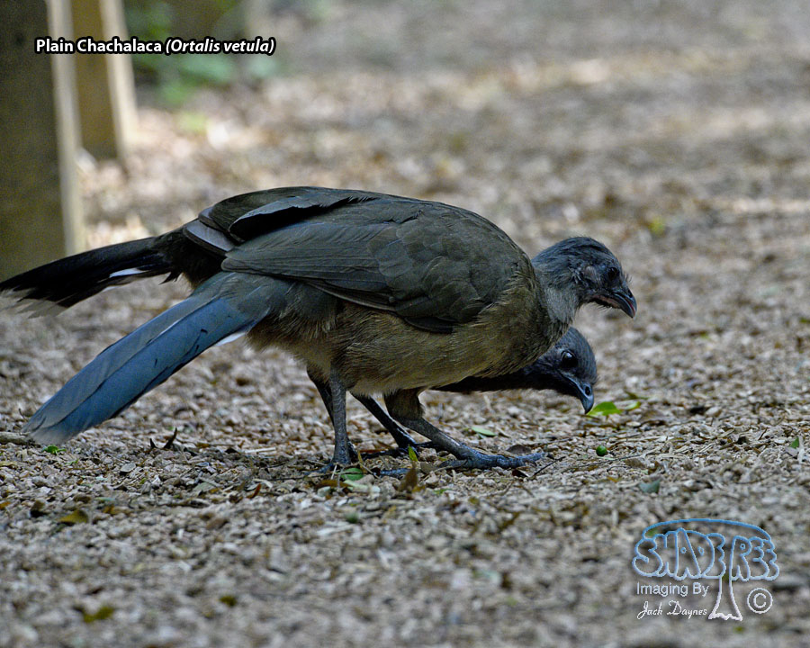 Plain Chachalaca - Ortalis vetula