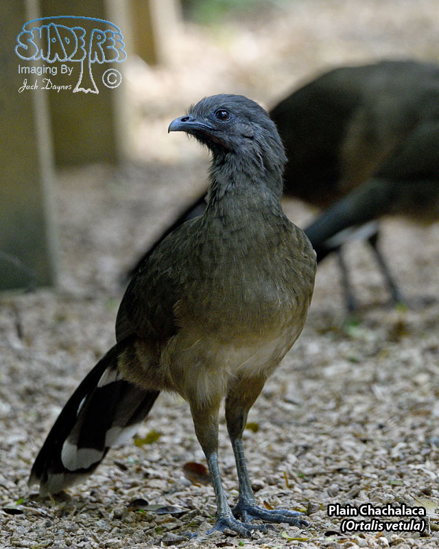 Plain Chachalaca - Ortalis vetula