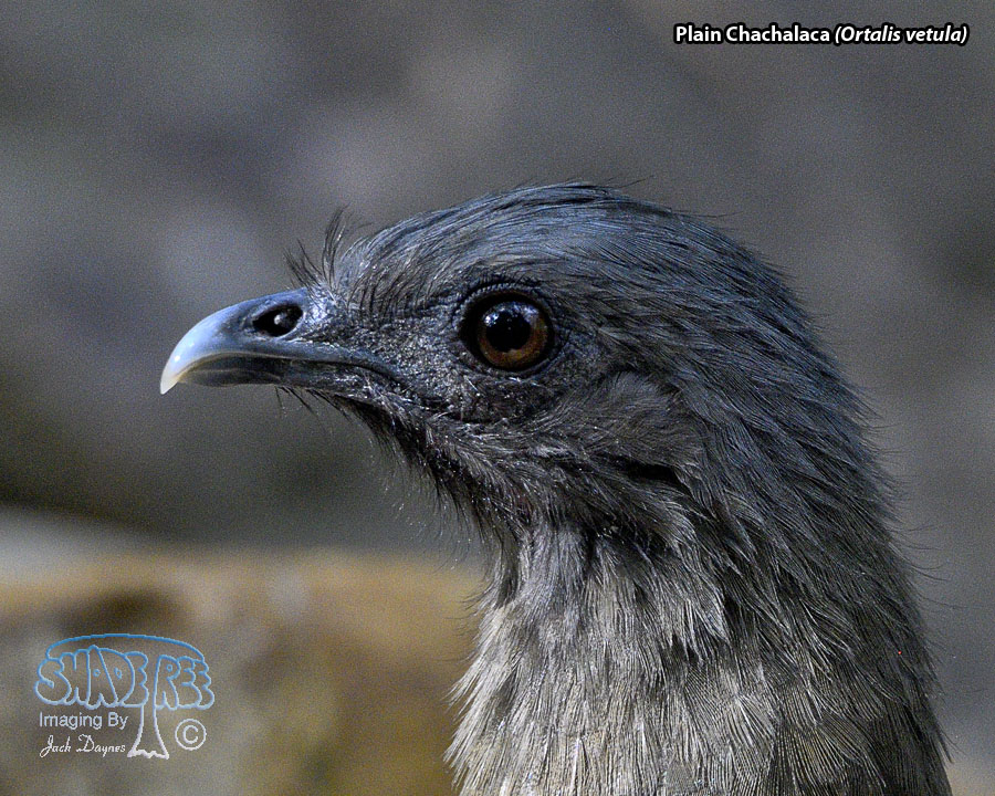 Plain Chachalaca - Ortalis vetula