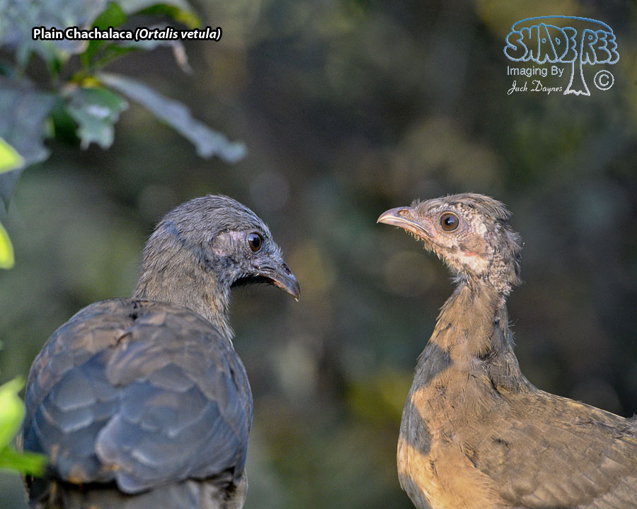 Plain Chachalaca - Ortalis vetula