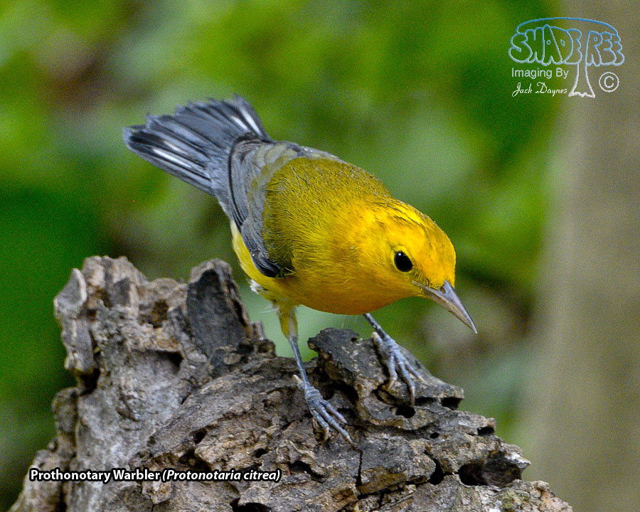 Prothonotary Warbler - Protonotaria citrea