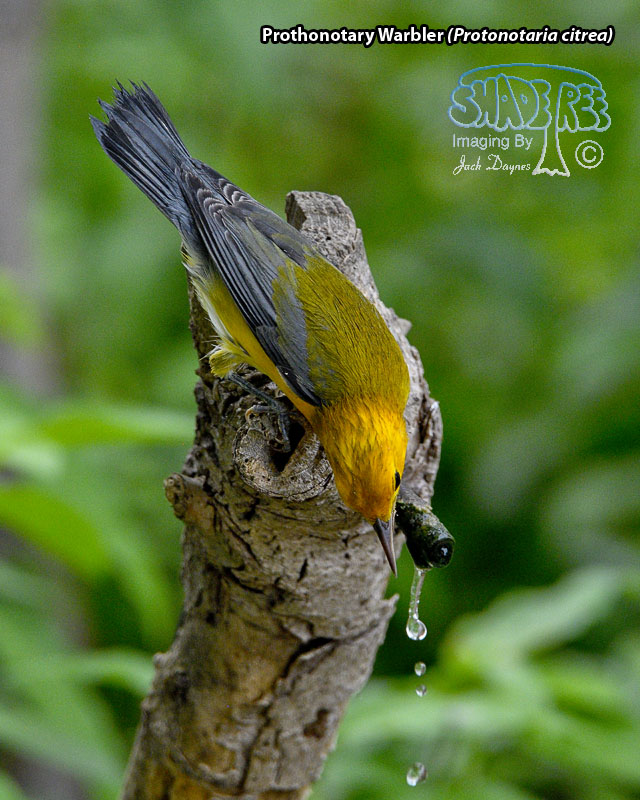 Prothonotary Warbler - Protonotaria citrea