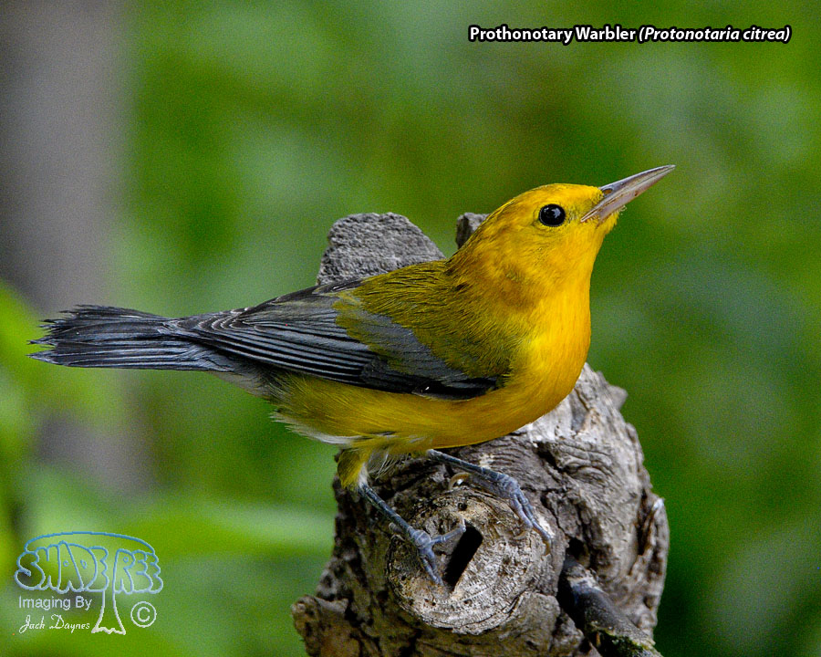 Prothonotary Warbler - Protonotaria citrea