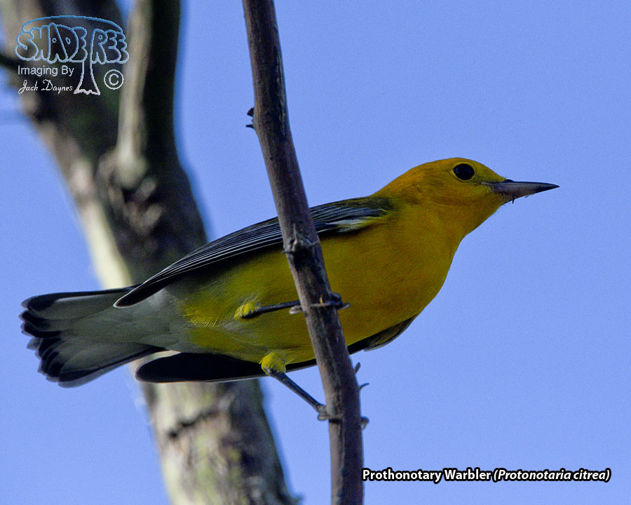 Prothonotary Warbler - Protonotaria citrea
