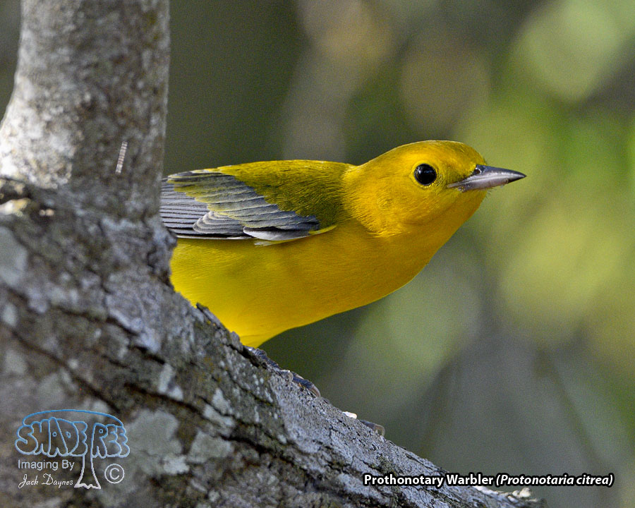 Prothonotary Warbler - Protonotaria citrea