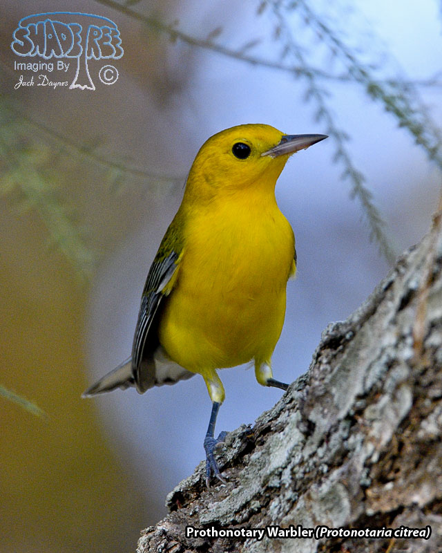Prothonotary Warbler - Protonotaria citrea