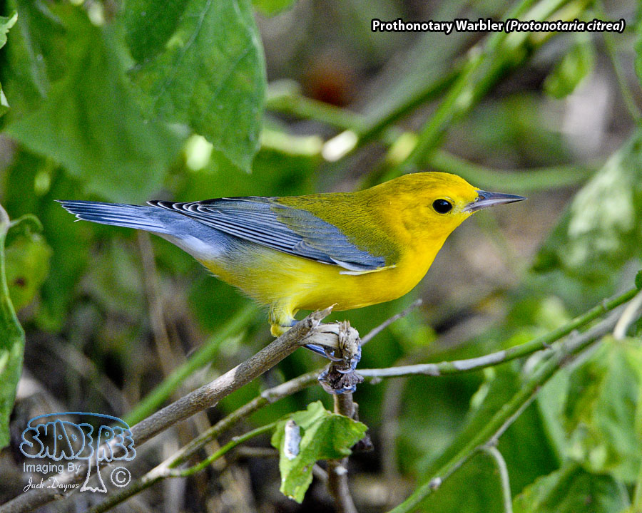 Prothonotary Warbler - Protonotaria citrea