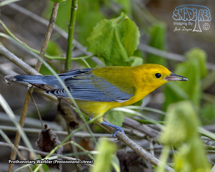 Prothonotary Warbler - Protonotaria citrea