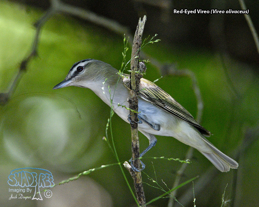 Red-Eyed Vireo - Vireo olivaceus