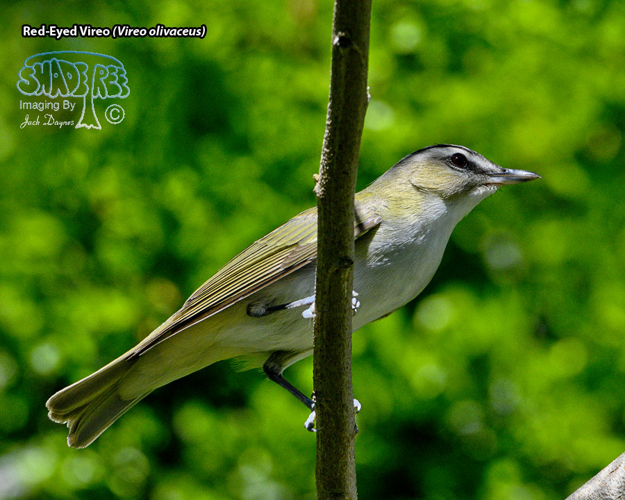 Red-Eyed Vireo - Vireo olivaceus