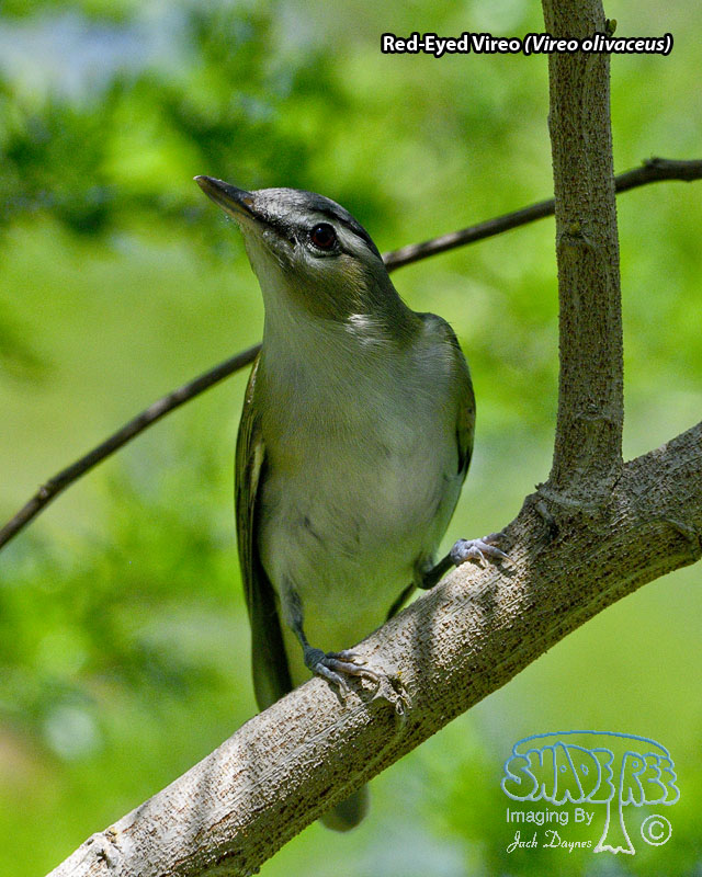 Red-Eyed Vireo - Vireo olivaceus