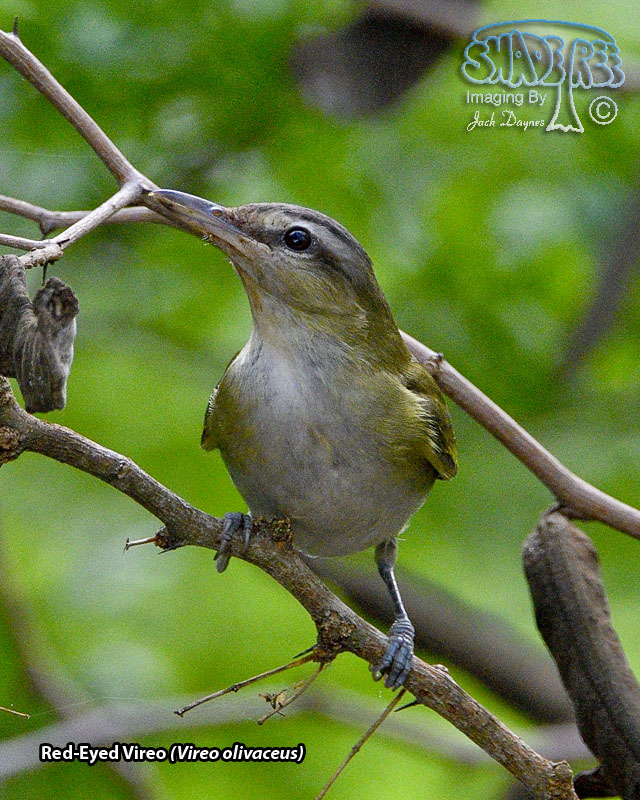 Red-Eyed Vireo - Vireo olivaceus