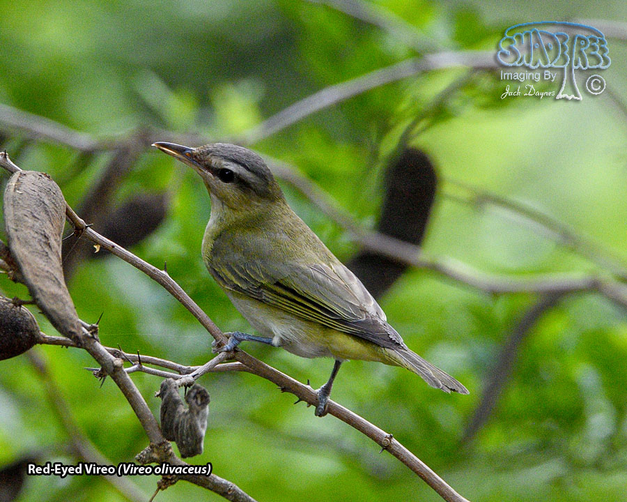 Red-Eyed Vireo - Vireo olivaceus