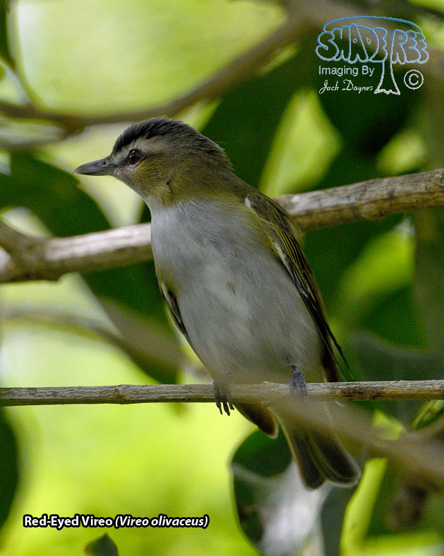 Red-Eyed Vireo - Vireo olivaceus