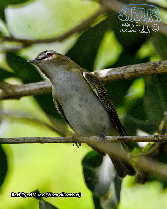 Red-Eyed Vireo - Vireo olivaceus