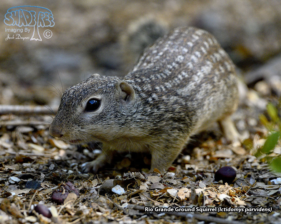 Rio Grande Ground Squirrel - Ictidomys parvidens
