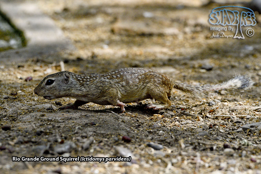 Rio Grande Ground Squirrel - Ictidomys parvidens