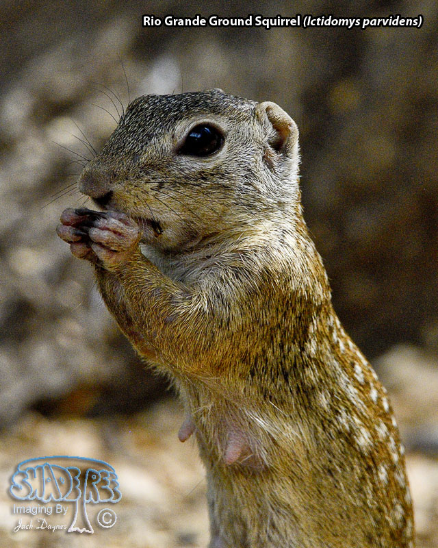 Rio Grande Ground Squirrel - Ictidomys parvidens