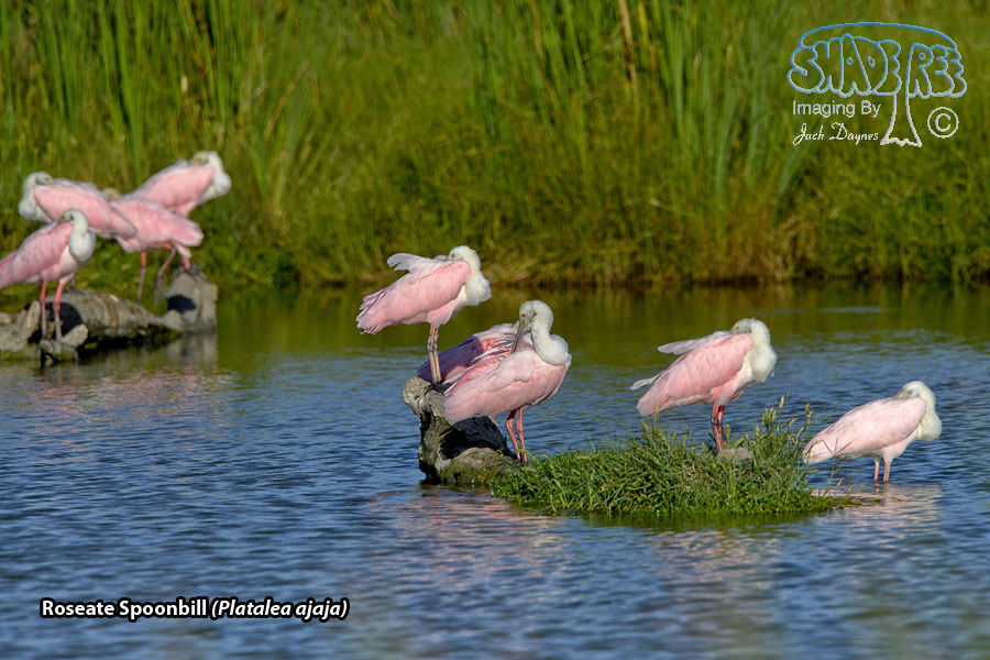 Roseate Spoonbill - Platalea ajaja