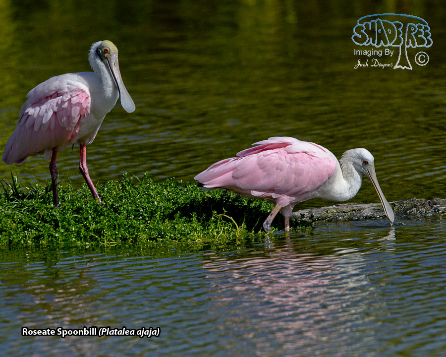 Roseate Spoonbill - Platalea ajaja