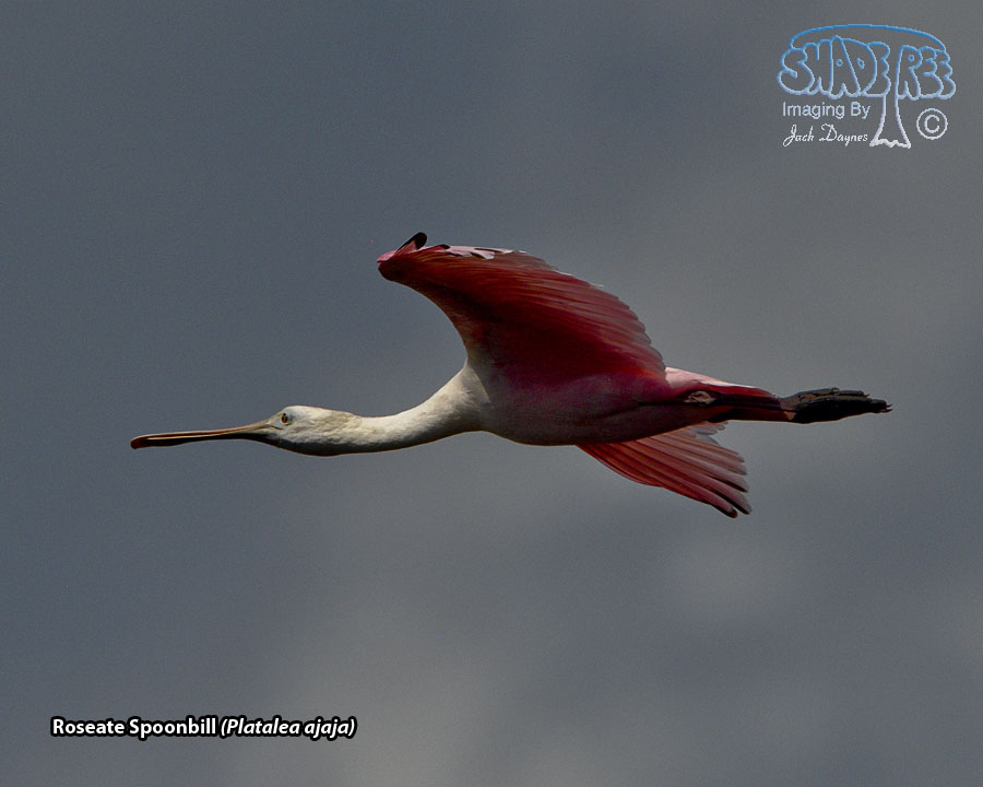 Roseate Spoonbill - Platalea ajaja