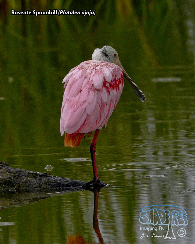 Roseate Spoonbill - Platalea ajaja