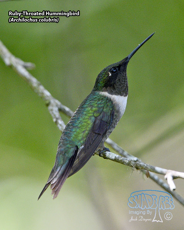 Ruby-Throated Hummingbird - Archilochus colubris