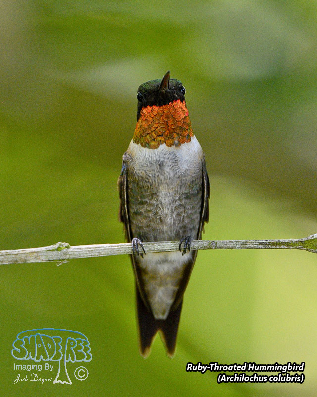 Ruby-Throated Hummingbird - Archilochus colubris