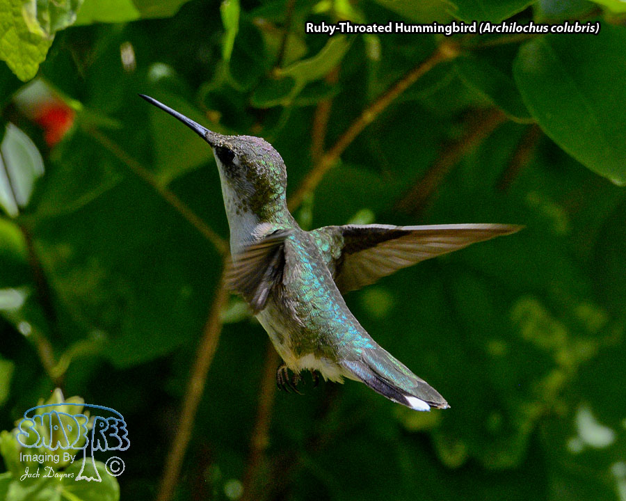 Ruby-Throated Hummingbird - Archilochus colubris