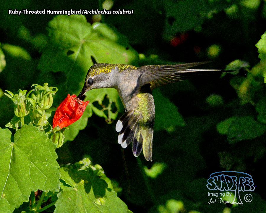 Ruby-Throated Hummingbird - Archilochus colubris