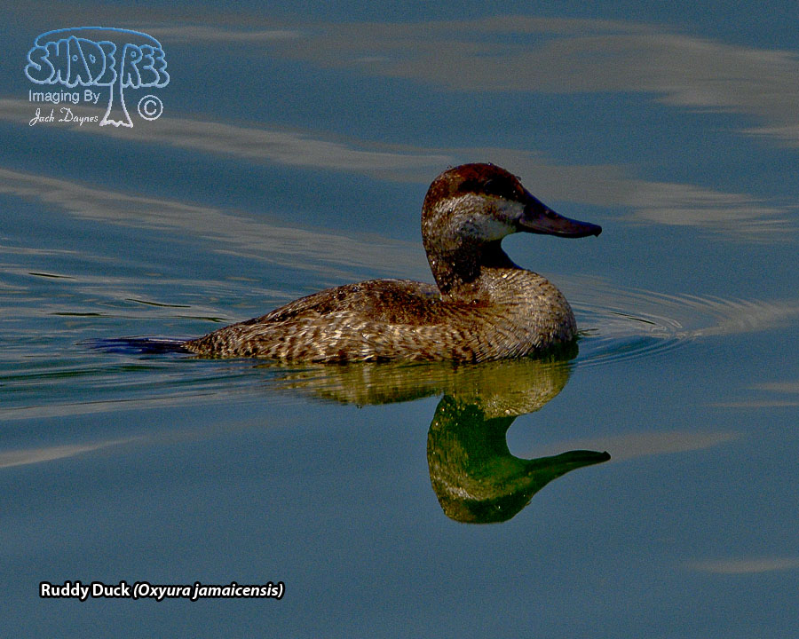 Ruddy Duck - Oxyura jamaicensis
