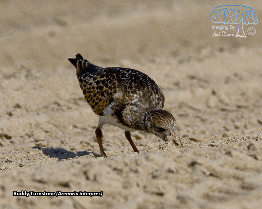 Ruddy Turnstone - Arenaria interpres
