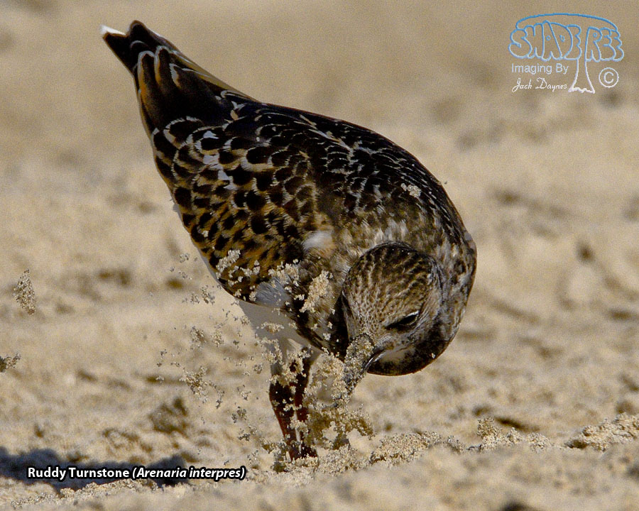 Ruddy Turnstone - Arenaria interpres