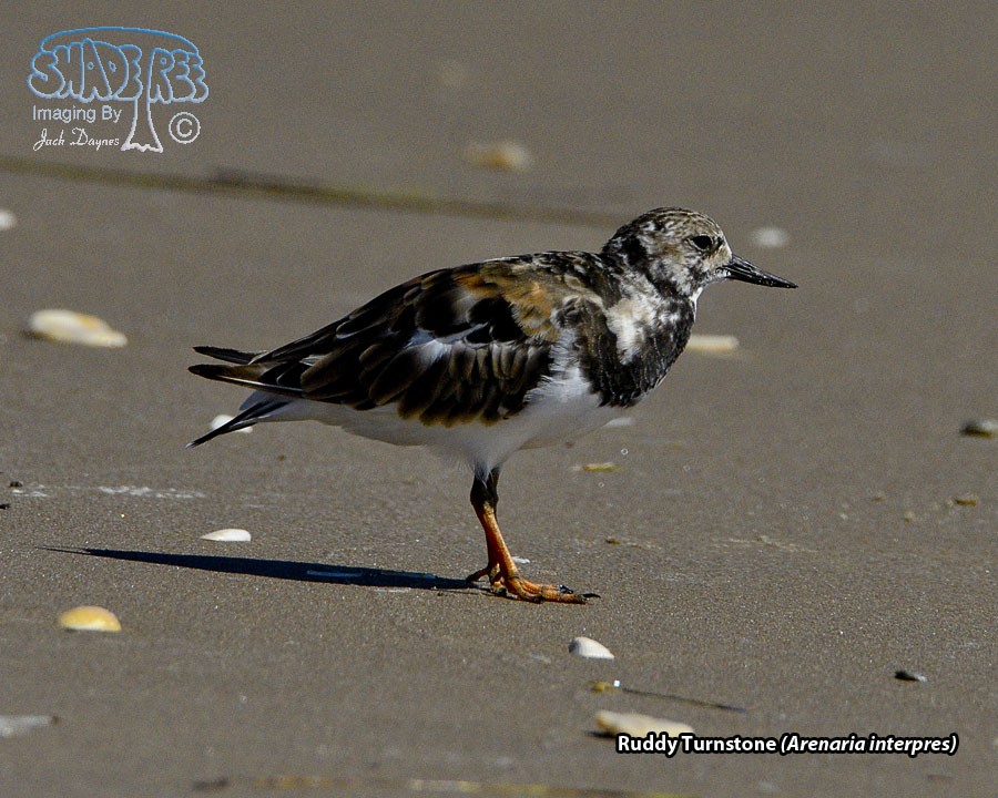 Ruddy Turnstone - Arenaria interpres