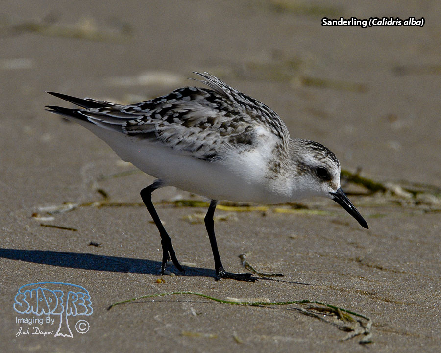 Sanderling - Calidris alba