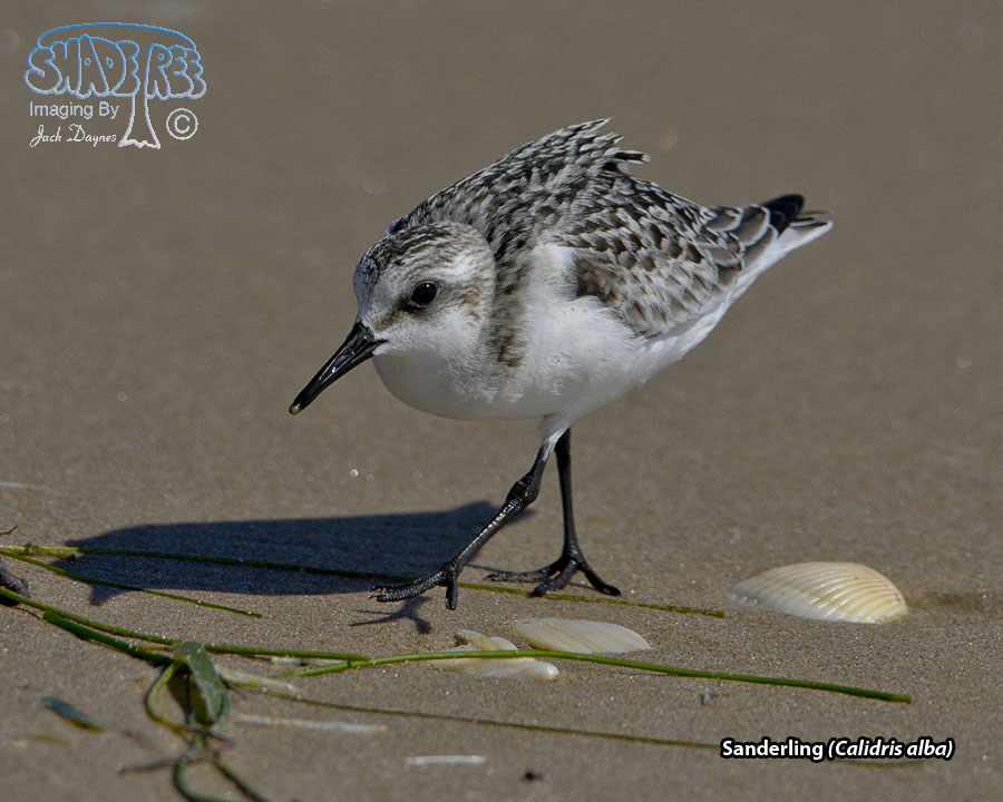 Sanderling - Calidris alba