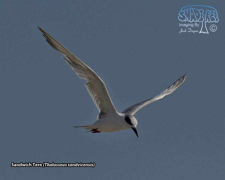 Sandwich Tern - Thalasseus sandvicensis
