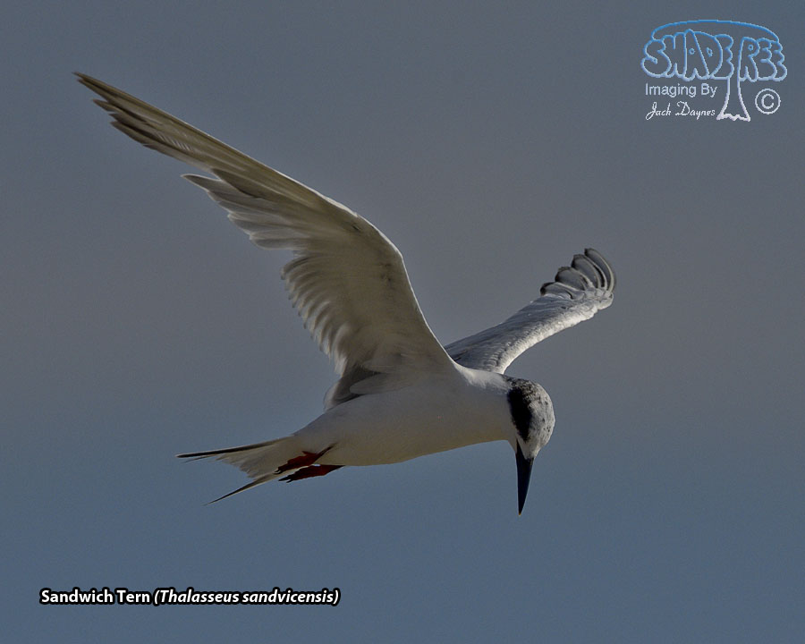 Sandwich Tern - Thalasseus sandvicensis