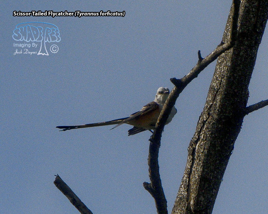 Scissor-Tailed Flycatcher - Tyrannus forficatus
