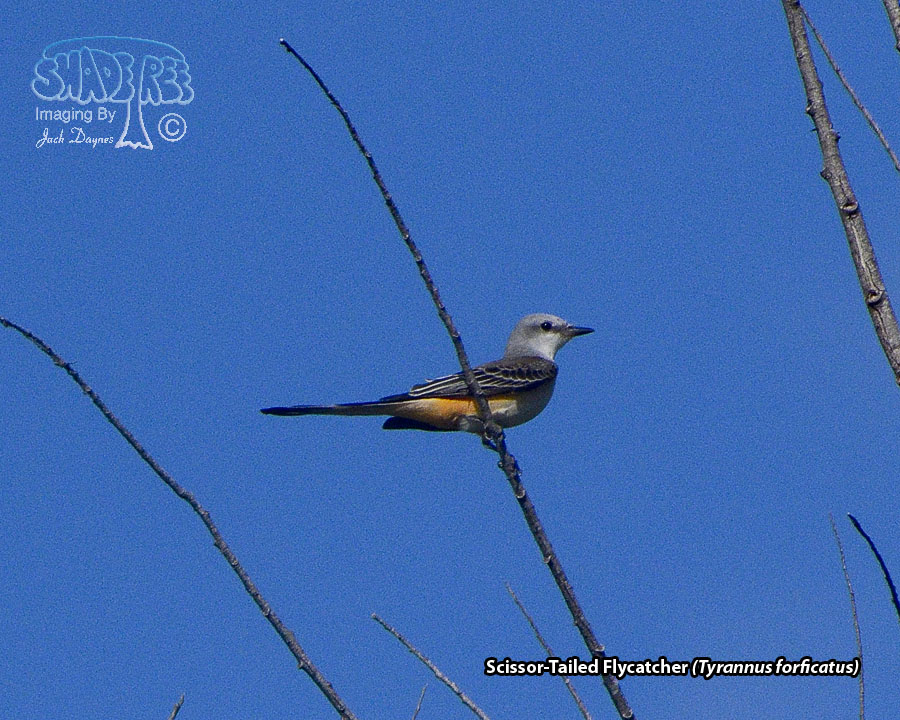 Scissor-Tailed Flycatcher - Tyrannus forficatus