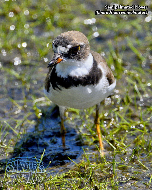 Semipalmated Plover - Charadrius semipalmatus