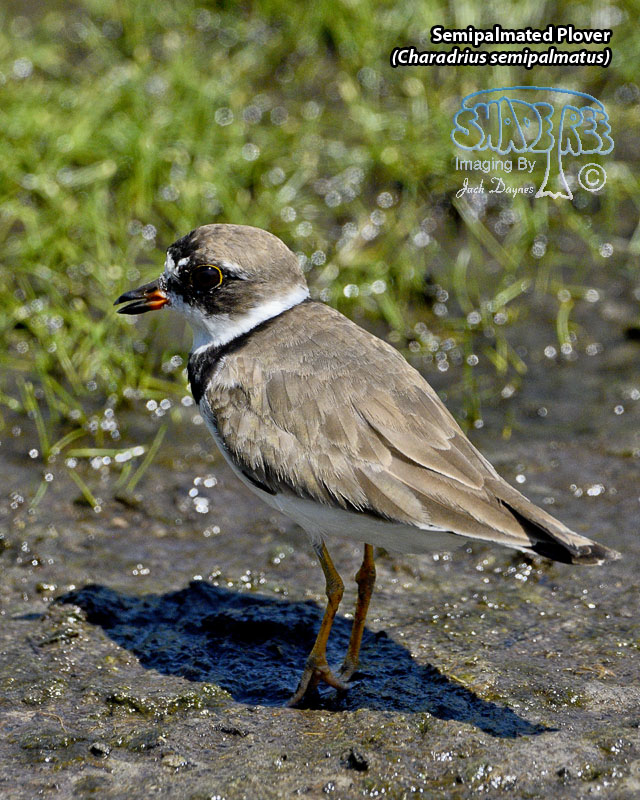Semipalmated Plover - Charadrius semipalmatus