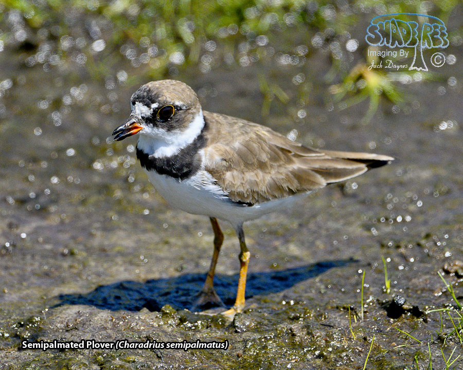 Semipalmated Plover - Charadrius semipalmatus