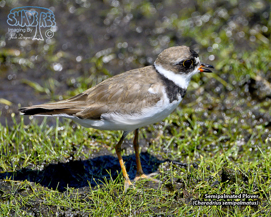 Semipalmated Plover - Charadrius semipalmatus